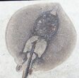 Exceptional Heliobatis Stingray Fossil - Wyoming #12659-3